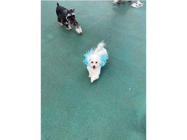 Wan活中にきれいな虹が見えました♪